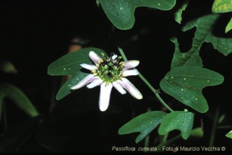 Passiflora cuneata