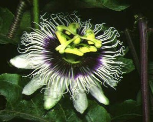 Passiflora edulis f. flavicarpa 