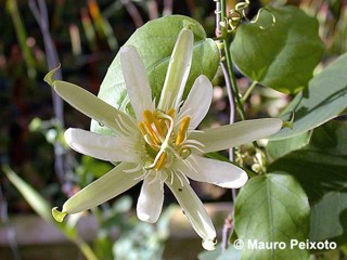 Passiflora galbana