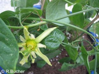 Passiflora herbertiana 