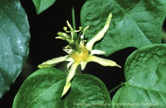 Passiflora herbertiana 