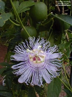 Passiflora incarnata 