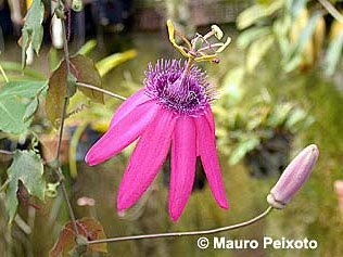 Exotische Nutz und Zierpflanzen Passiflora kermesina