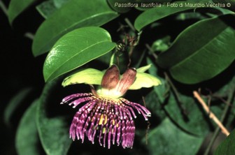 Passiflora laurifolia