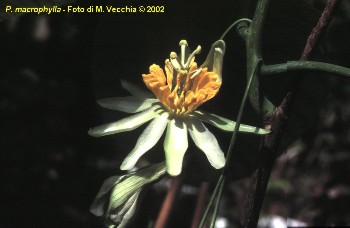 Passiflora macrophylla