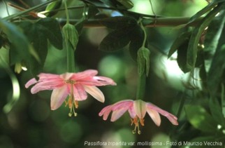 Passiflora mollissima 