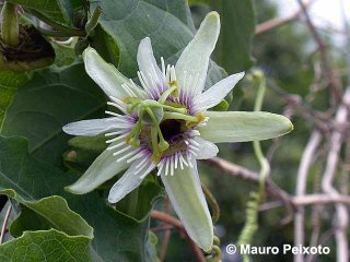 Passiflora morifolia