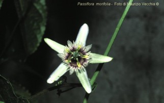 Passiflora morifolia