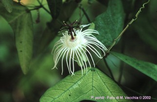 Passiflora pohlii