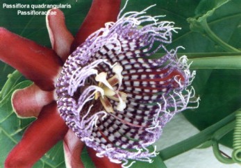 Passiflora quadrangularis 