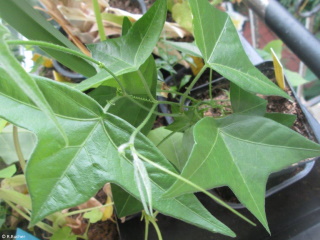 Passiflora suberosa