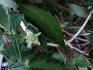 Passiflora suberosa