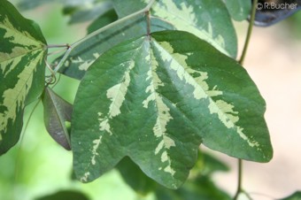 Passiflora trifasciata