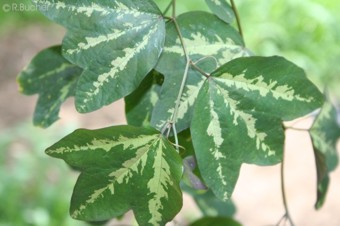 Passiflora trifasciata