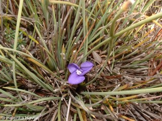 Patersonia fragilis