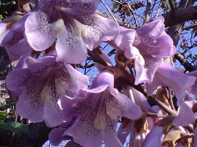 Exotische Nutz und Zierpflanzen Paulownia fortunei