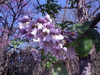 Paulownia fortunei 