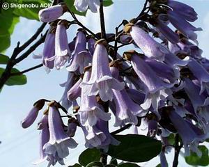 Paulownia tomentosa 