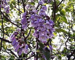 Paulownia tomentosa 