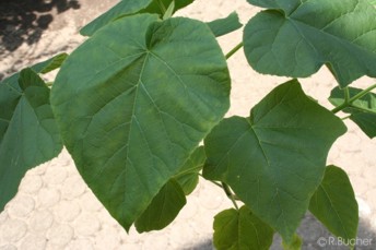 Paulownia tomentosa 