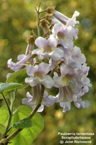 Paulownia tomentosa 