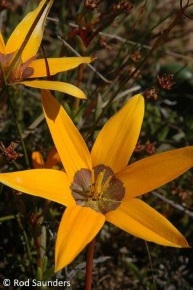 Pauridia canaliculata