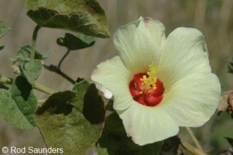 Pavonia senegalensis