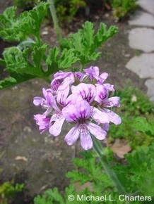 Pelargonium graveolens