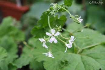 Pelargonium odoratissimum