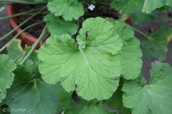 Pelargonium odoratissimum