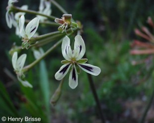 Pelargonium triste