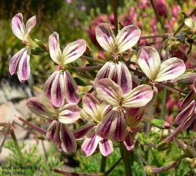 Pelargonium triste