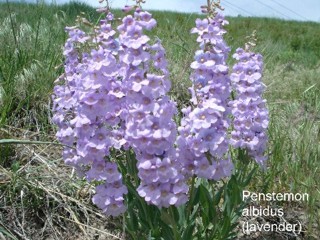 Penstemon albidus