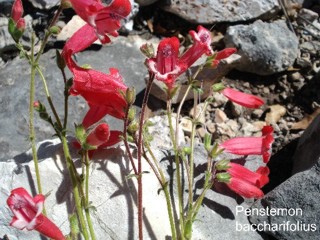 Penstemon baccharifolius