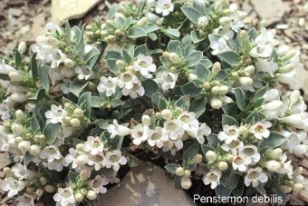 Penstemon debilis