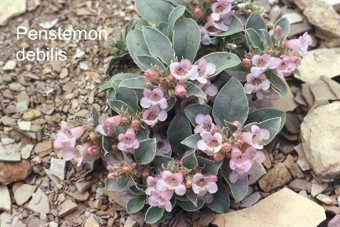 Penstemon debilis