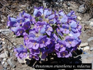 Penstemon eriantherus var. redactus