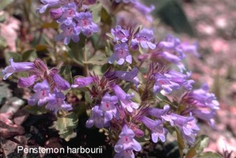 Penstemon harbourii