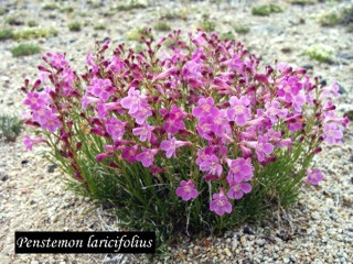 Penstemon laricifolius ssp. laricifolius