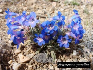 Penstemon pumilus