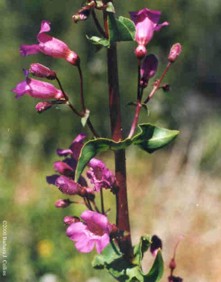 Penstemon spectabilis