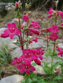 Penstemon triflorus