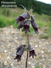 Penstemon whippleanus