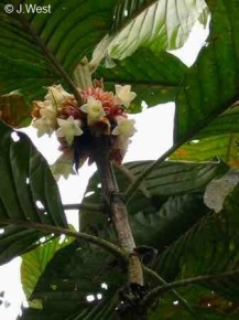 Pentagonia grandiflora