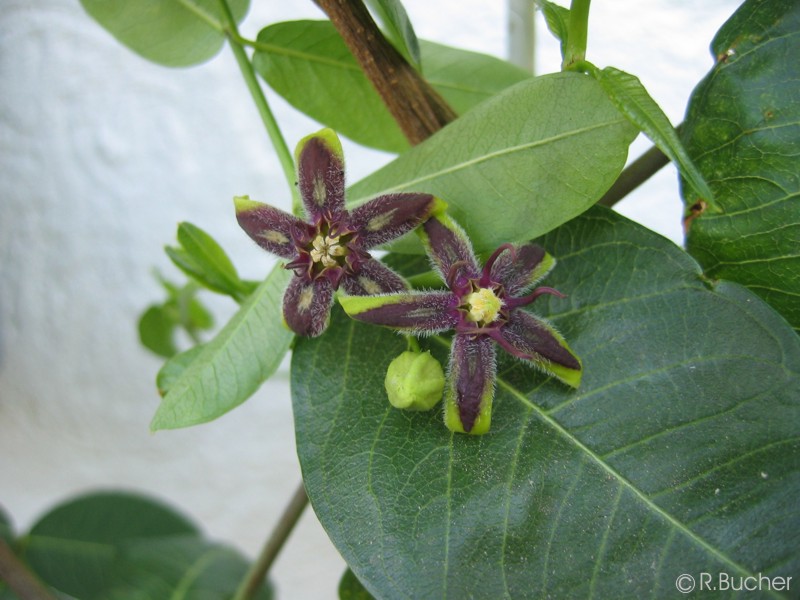 Exotische Nutz und Zierpflanzen Periploca graeca