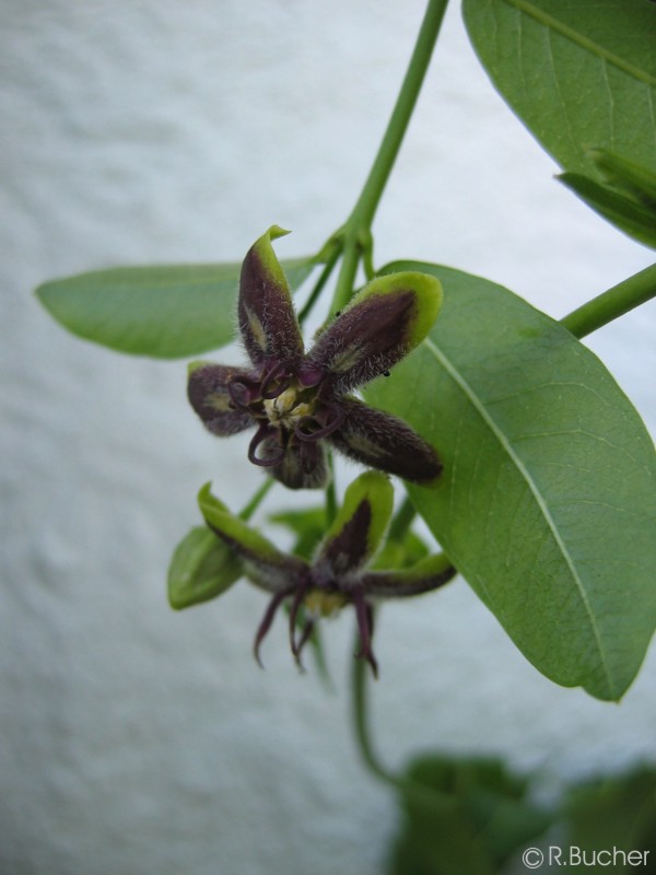 Exotische Nutz und Zierpflanzen Periploca graeca