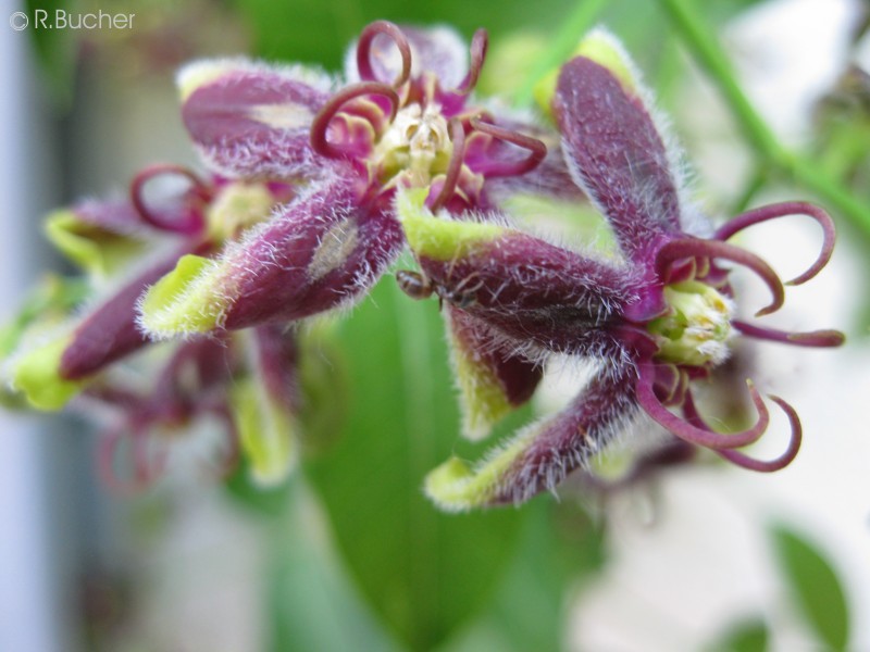 Exotische Nutz und Zierpflanzen Periploca graeca