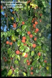 Petalostigma pubescens