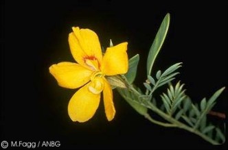 Exotische Nutz und Zierpflanzen Petalostylis labicheoides