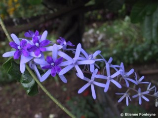 Petrea volubilis